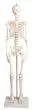 Miniatur Skelett-Modell Paul mit herausnehmbarer Wirbelsäule Erler Zimmer
