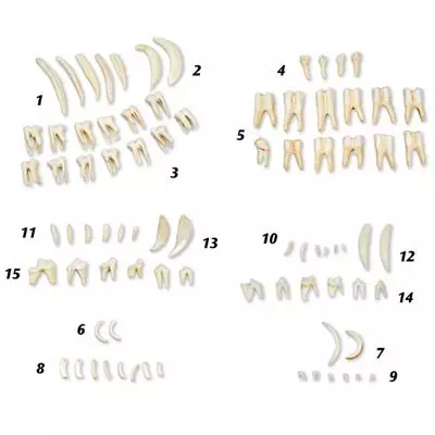 Typische Zahnformen von Säugetieren T30029