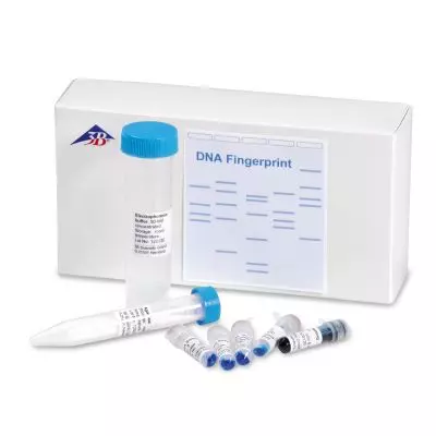 DNA – Fingerprint W19937 3B Scientific 