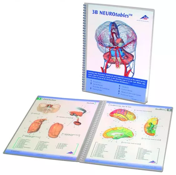 Anatomische Bord : 3B Neuro S0290