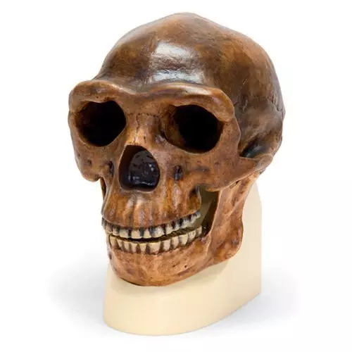 Homo erectus pekinensis - Sinanthrope VP750/1