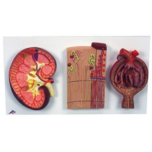 Nierenschnitt, Nephron, Blutgefäße und Nierenkörperchen K11