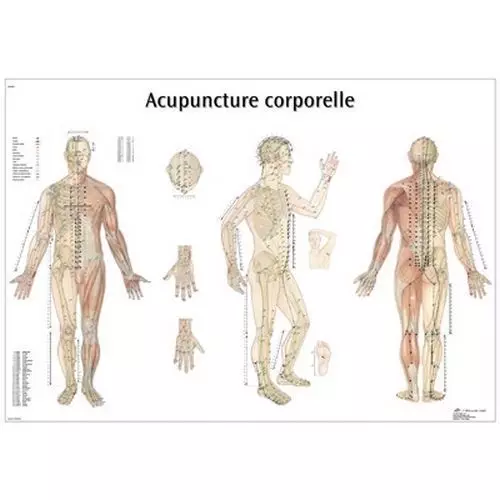 Lehrtafel -  Akupunktur des Körpers VR2820L