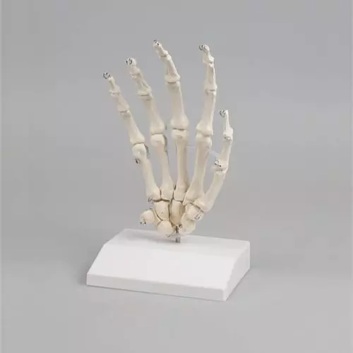 Erler Zimmer Handskelett mit Stativ 