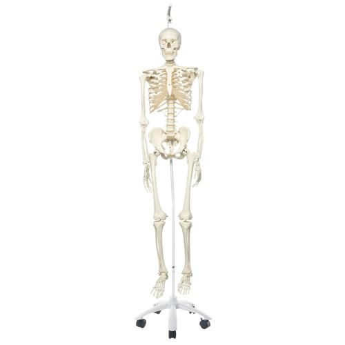 STAN Standard-Skelett auf 5-Fuß-Hängestativ A10/1