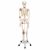 Skelett Leo mit Gelenkbändern, auf 5-Fuß-Rollenstativ A12