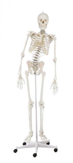 Menschliches Skelett "Hugo" Erler Zimmer