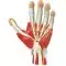 Anatomie der Hand, 3 Teile Erler Zimmer