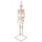 Mini-Skelett „Shorty“ mit Muskelbemalung, auf Hängestativ A18/6