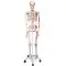 Muskel-Skelett Max auf 5-Fuß-Rollenstativ A11