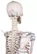 3010 Erler-Zimmer Skelett "Bert" mit Muskelmarkierungen und Bandapparat