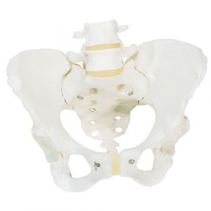Becken-Skelett, weiblich A61