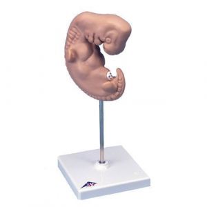 Embryo, 25-fache Größe L15