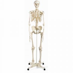Standard-Skelett Stan, auf 5-Fuß-Rollenstativ A10