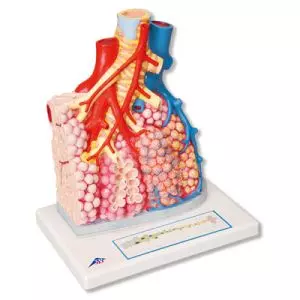 Lungenläppchen mit umgebenden Blutgefäßen G60