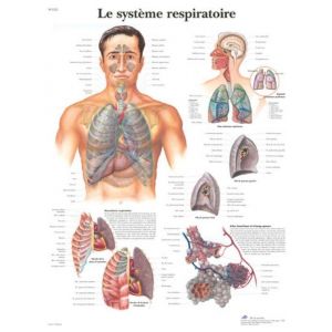 Lehrtafel - Das Atmungssystem VR2322L