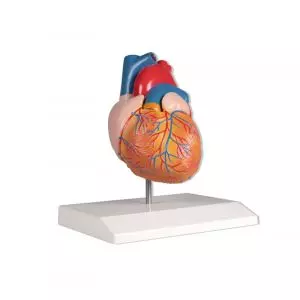 Herzmodell 2-teilig natürliche Größe Erler Zimmer