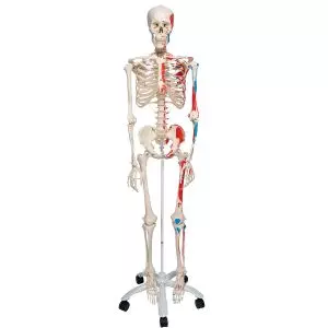 Muskel-Skelett Max auf 5-Fuß-Rollenstativ A11