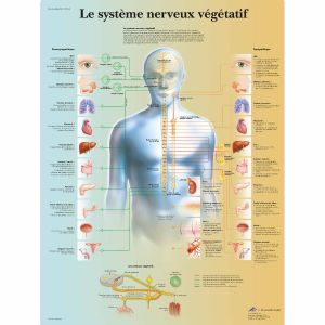 Lehrtafel - Vegetatives Nervensystem VR2610L