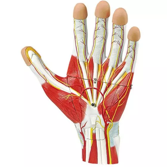 Anatomie der Hand, 3 Teile Erler Zimmer