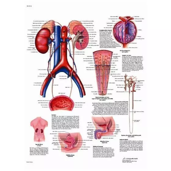 Lehrtafel - Das Harnsystem, Anatomie und Physiologie VR2514L