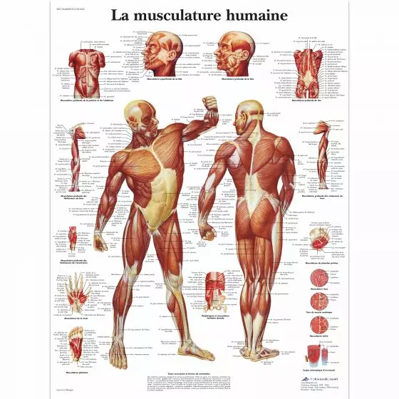 Lehrtafel - Die menschliche Muskulatur VR2118L
