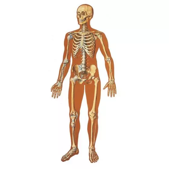 Lehrtafel - Das menschliche Skelett mit Bändern V2001U