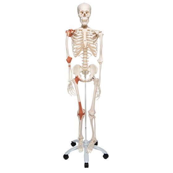 Skelett Leo mit Gelenkbändern, auf 5-Fuß-Rollenstativ A12