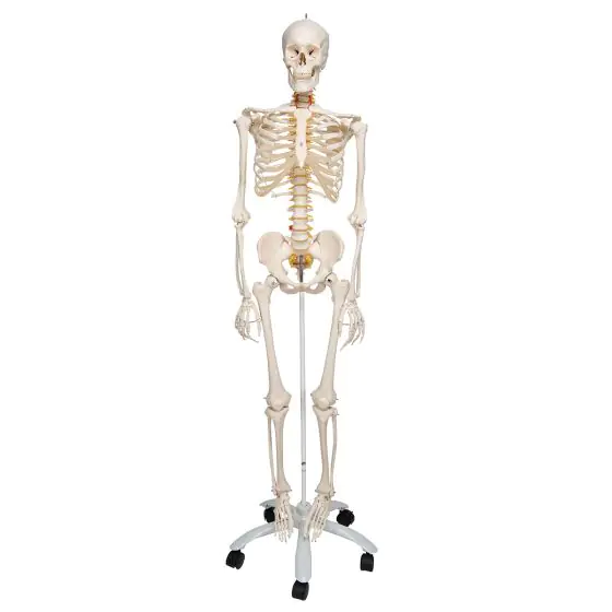 Skelett Fred, Luxus Skelett  auf 5-Fuß-Rollenstativ A15