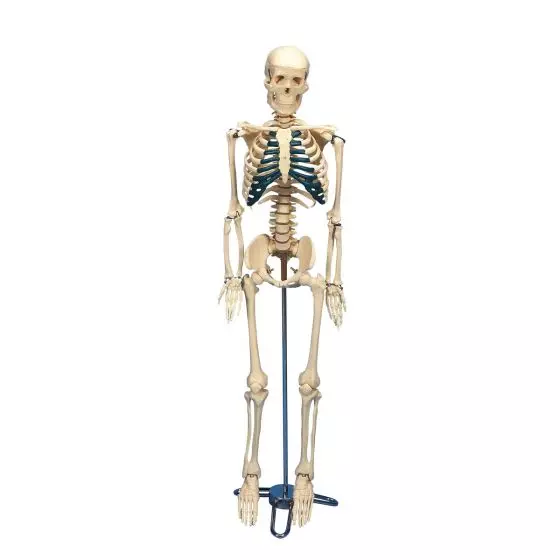 Schreibtisch-Skelett W33000