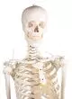 Menschliches Skelett "Hugo" Erler Zimmer