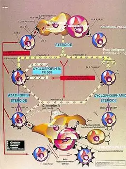 Anatomische Bord : Transplantation Immunologie  VR2665L